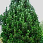 Pinus Leucodermis 'Compact Gem' — photo 1