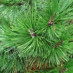 Pinus Leucodermis Green Bun — photo 1