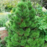 Pinus Leucodermis Green Bun — photo 2