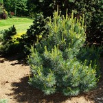 Pinus Monticola Crawford — photo 1
