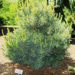 Pinus Monticola Crawford — photo 2