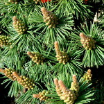 Pinus Mugho Green Candle — photo 2
