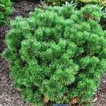Pinus Mugho Teeny — photo 1