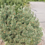 Pinus Mugo Pudgy — photo 1