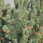 Pinus Mugo Pudgy — photo 2