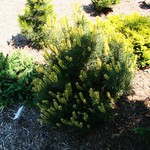 Pinus Mugo Shina — photo 1