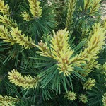 Pinus Mugo Shina — photo 2