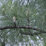 Pinus Palustris — photo 1