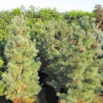Pinus Parviflora Cleary — photo 1