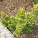 Pinus Parviflora Dr Landis — photo 2