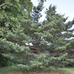 Pinus Parviflora 'Gimborns Pyramid' — photo 1