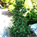 Pinus Parviflora Hakko — photo 1