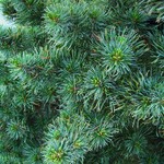 Pinus Parviflora Hakko — photo 2