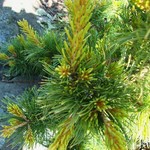 Pinus Parviflora Tenysu Kazu — photo 1