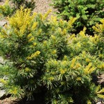 Pinus Parviflora Tenysu Kazu — photo 2