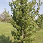Pinus Parviflora 'Venus' — photo 1