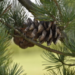 Pinus Parviflora 'Venus' — photo 2