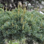 Pinus Parvifloraaoba Jo — photo 1