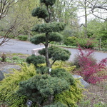 Pinus Parvifloraaoba Jo — photo 2