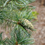 Pinus Parviflora Blue Angel — photo 1