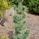 Pinus Parviflora Blue Angel — photo 2