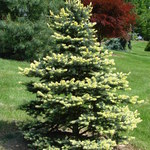 Pinus Spring Blast — photo 1