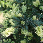 Pinus Spring Blast — photo 2