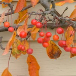 Malus 'Weepcanzam' Weeping Candied Apple — photo 4