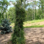 Pinus Strobus Angel Falls — photo 2