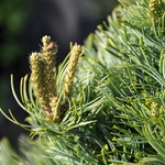 Pinus Strobus Ara Kawa — photo 3
