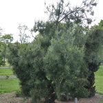 Pinus Strobus Bennets Contorted — photo 1
