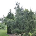 Pinus Strobus Bennets Contorted — photo 2