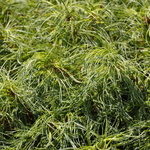 Pinus Strobus 'Vercurve' — photo 1