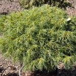 Pinus Strobus 'Vercurve' — photo 2