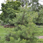 Pinus Virginiana — photo 1
