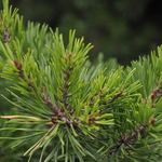Pinus Virginiana — photo 2
