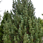 Pinus Albicaulis — photo 1
