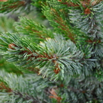Pinus Aristata Bashful — photo 1