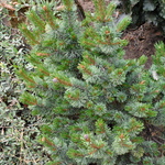 Pinus Aristata Bashful — photo 2