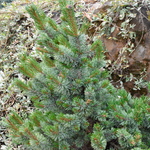 Pinus Aristata Bashful — photo 3