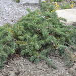 Pinus Banksiana Schoodic — photo 1