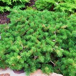 Pinus Banksiana Schoodic — photo 2