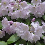 Rhododendron Lu Shan — photo 1