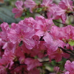 Rhododendron Abigail Adams — photo 1