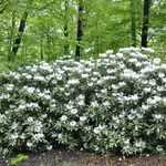 Rhododendron Anna H Hall — photo 2