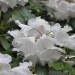 Rhododendron Anna H Hall — photo 3
