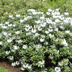 Rhododendron Anna H Hall — photo 4