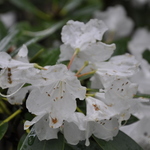 Rhododendron Anna H Hall — photo 1