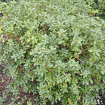 Rhododendron Blue Diamond — photo 1