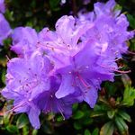 Rhododendron Blue Diamond — photo 2